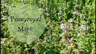 The Magic of Pennyroyal