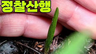 #한국자생춘란# 밭자리 정찰산행