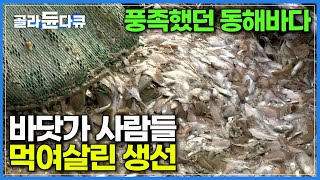 풍부한 자원 간직한 동해바다, 어민들 생계 책임진 고마운 생선│물가자미 잡이│미주구리│한국기행│#골라듄다큐