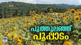 നോക്കെത്താ ദൂരത്തോളം സൂര്യകാന്തി പൂക്കള്‍; കാഴ്ചയുടെ മഞ്ഞ വസന്തം|Palakkad |Attappadi |Sun flower