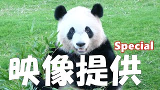 【映像提供🐼Special】 勢ぞろい♥彩浜🌈桜浜🌸桃浜🍑結浜🎀永明さん🐼 4K映像＋スマホ撮影の映像提供🐼 Happy Panda Family♪ #2020年11月9日10日🐼