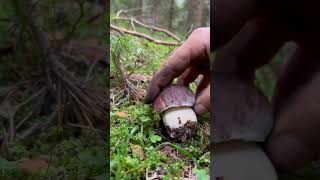 Boletus pinophilus mushrooms Bulgaria