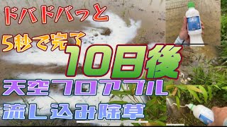 一発除草剤　天空フロアブル　流し込み　10日後