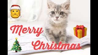 【保護猫】初めてのクリスマス！スコティッシュフォールドの子猫、大はしゃぎ。