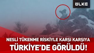 Sivas'ta Görüldü! Nesli Tükenme Tehlikesi Altında