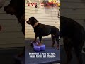 pretty rottweiler hazel working on some strengthening exercises dogs physio hipdysplasia hipdys