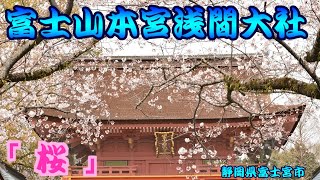 富士山本宮浅間大社2021 03 27