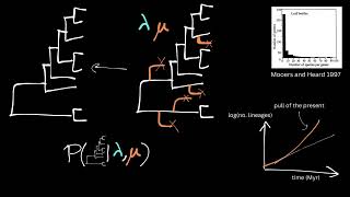 EvoBioCC Tree Thinking Clip 3 - Phylodynamics