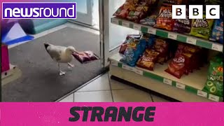 Strange News: Seagull stealing from shop, painting underwater \u0026 more! | Newsround