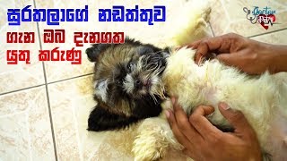 සුරතලාගේ නඩත්තුව ගැන ඔබ දැනගත යුතු කරුණු | Doctor Pet