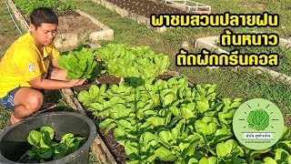 พาชมสวนผัก ช่วงปลายฝนต้นหนาว ตัดผักกรีนคอสครับผม / ฟาร์มสุขข้างบ้าน