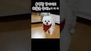 휴게소 강아지 인형 아님❌ 느닷없이 급발진 오오오옭