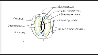 HOW TO DRAW AND LABEL STOMATAL APPARATUS: ICSE: CH-5 TRANSPIRATION