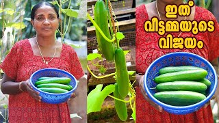 കുറഞ്ഞ ചിലവിൽ കുക്കുമ്പർകൃഷി ചെയ്ത് വിജയം കൈവരിച്ച വീട്ടമ്മ👌|💯വിജയം ഉറപ്പ്|cucumber krishi malayalam