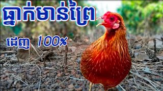 សំឡេងធ្នាក់មាន់ព្រៃមេ ធានាថាដេញ100%The sound of wild chickens