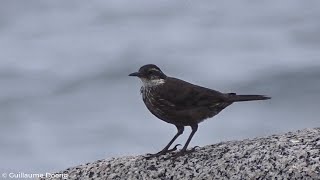 Seaside Cinclodes (Cinclodes nigrofumosus) | Churrete costero | Punta de Tralca (CHILE)