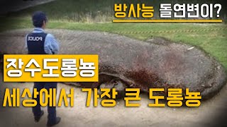 2미터까지 자라는 도롱뇽이 있다? [장수 도롱뇽]