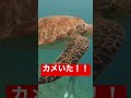 スキューバダイビング ダイビング ウミガメいた！ 綺麗な海を守ろう！ さかなー shorts