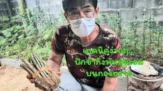 เทคนิคง่ายๆปักชำกิ่งพันธุ์ชะอมบนกองทราย 15 วัน นำไปปลูก-ขายได้แล้ว