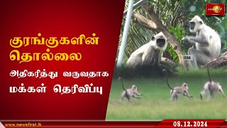 அம்பாறை பானமை பகுதியில் குரங்குகளின் தொல்லை அதிகரித்து வருவதாக மக்கள் தெரிவிப்பு #Monkey #Issue #lka