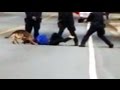 Dramatic police takedown involving K9 caught on camera