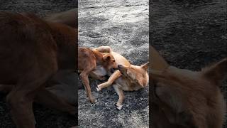 අම්මෝ ඒ වලිය 😱🔥🐕 #dog #animals #viralvideo