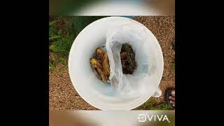 மக்கும் குப்பையும்,  மனிதனும் -படிப்பு வேறு ,  செயல் வேறு  #environment  #kitchenwaste #கழிவுகள்