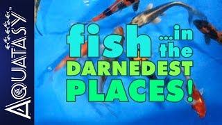 Aquatasy - Fish In The Darnedest Places - Episode 03 - What Kind of Comic Con is This?