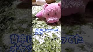 ☆【柴犬】今日も演技で去ってくシバ犬　アフレコ　#shorts