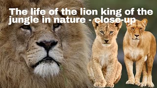 The life of the lion king of the jungle in nature -#close_up