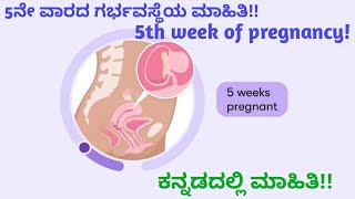 5ನೇ ವಾರದ ಗರ್ಭವಸ್ಥೆಯ ಮಾಹಿತಿ!! 5th week of pregnancy!