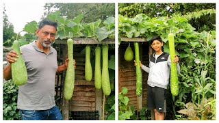 Harvesting Deshi Vegetables in Uk 2022