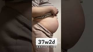 【妊娠37週】37w2d 臨月妊婦のお腹#shorts