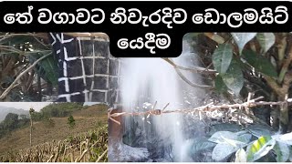 තේ වගාවට නිවැරදිව ඩොලමයිට් යෙදීම | How to Apply dolomite for tea cultivation #Tea #Dolomite #NPK