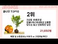 가장 많이 팔린 귤나무 추천 top10