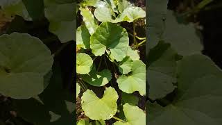 മുത്തിൾ Centella Asiatica കുടകൻ, കുടങ്ങൽ, കൊടുങ്ങൽ, സ്ഥലബ്രഹ്മി #nature#shorts #naturephotography