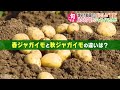 ながさき旬ごよみ ジャガイモ【nccスーパーjチャンネル長崎】