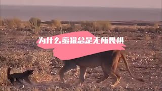 为什么蜜獾总是无所畏惧？