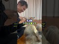 愛犬が目を合わせたくなる0.1秒の魔法♪ 犬のいる暮らし dog shorts