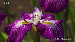 花菖蒲 Iris 4K(UHD)