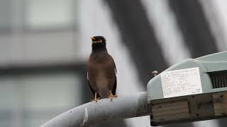 インドハッカ鳴き声：Acridotheres tristis　印度八哥　家八哥　Common myna