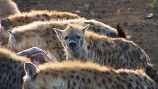 The Hyenas That Rule The Great Salt Lakes | Ghosts Of The Great Salt Lake | Real Wild
