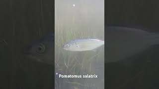 Pomatomus Saltatrix (blue fish)