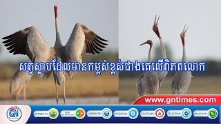 សត្វក្រៀល គឺជាសត្វស្លាបដ៏កម្រ ដែលមានកម្ពស់ខ្ពស់ជាងគេលើពិភពលោក