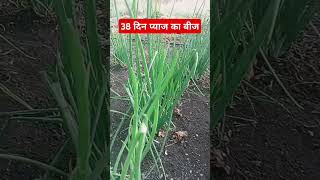 38 दिन प्याज का बीज 🌿 pyaj ka bij 🌿 गोट कांदा लागवड