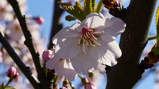 Delicate Cherry Blossoms in Full Bloom 🌸