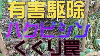 [有害駆除]ハクビシンくくり罠