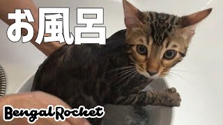 【お風呂】ベンガル猫は水が大好き⁉︎結果は・・ww【ベンガルロケット】