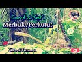 ▶️suara pikat perkutut merbuk meratus u0026 kerok