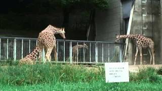 アミメキリン【東山動植物園に行こう!!】